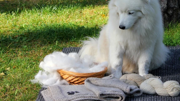 Koo koeravilla ja lambavilla segulõngast nutika lahendusega lihtne vest